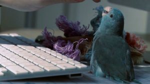 one little bird